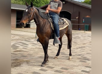 Más caballos de pura sangre, Caballo castrado, 15 años, 158 cm, Castaño oscuro