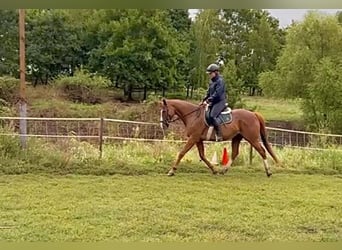 Más caballos de pura sangre, Caballo castrado, 15 años, 163 cm, Alazán