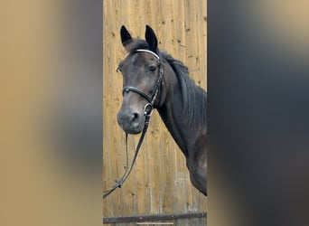 Más caballos de pura sangre, Caballo castrado, 16 años, 157 cm