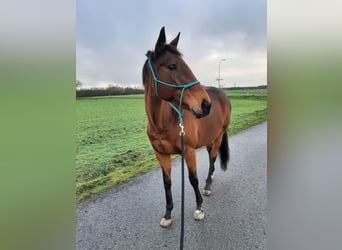 Más caballos de pura sangre, Caballo castrado, 16 años, 158 cm, Castaño oscuro