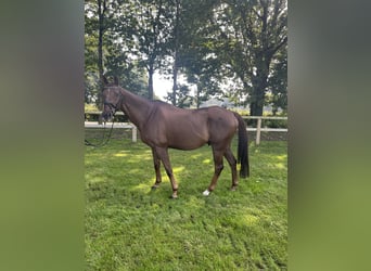 Más caballos de pura sangre, Caballo castrado, 16 años, 163 cm, Alazán-tostado