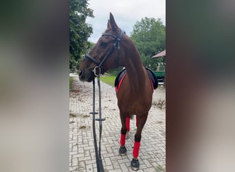 Más caballos de pura sangre, Caballo castrado, 16 años, 163 cm, Alazán-tostado