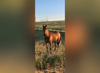 Más caballos de pura sangre, Caballo castrado, 16 años, 170 cm, Castaño