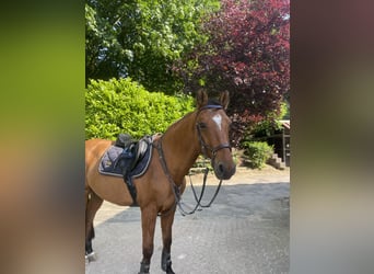 Más caballos de pura sangre, Caballo castrado, 18 años, 158 cm, Castaño claro