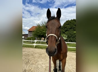 Más caballos de pura sangre, Caballo castrado, 18 años, 165 cm, Castaño