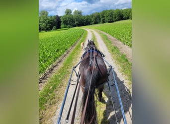 Más caballos de pura sangre, Caballo castrado, 18 años, 165 cm, Morcillo