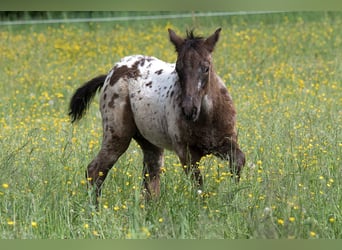 Más caballos de pura sangre, Caballo castrado, 1 año, 155 cm, Atigrado/Moteado