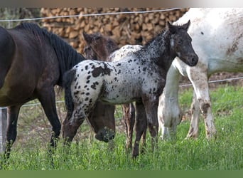 Más caballos de pura sangre, Caballo castrado, 1 año, 155 cm, Atigrado/Moteado