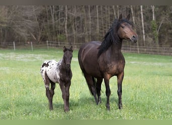 Más caballos de pura sangre, Caballo castrado, 1 año, 155 cm, Atigrado/Moteado