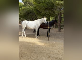 Más caballos de pura sangre Mestizo, Caballo castrado, 24 años, 170 cm, Porcelana