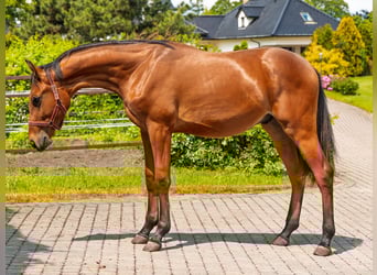 Más caballos de pura sangre, Caballo castrado, 2 años, 140 cm