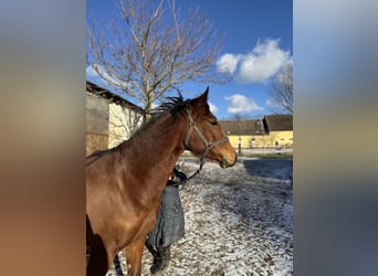 Más caballos de pura sangre, Caballo castrado, 3 años, 145 cm, Castaño