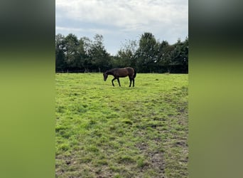 Más caballos de pura sangre, Caballo castrado, 3 años, 150 cm, Castaño oscuro