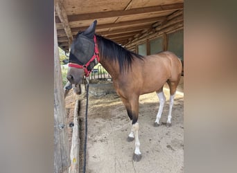 Más caballos de pura sangre Mestizo, Caballo castrado, 3 años, 154 cm