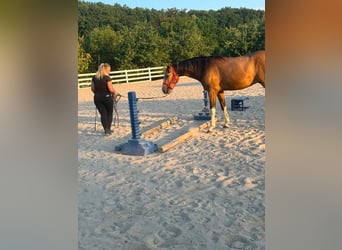 Más caballos de pura sangre Mestizo, Caballo castrado, 3 años, 154 cm