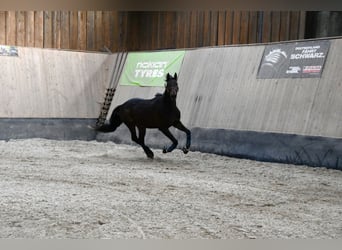 Más caballos de pura sangre, Caballo castrado, 3 años, 160 cm, Castaño