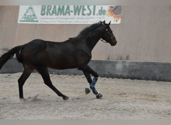 Más caballos de pura sangre, Caballo castrado, 3 años, 160 cm, Castaño