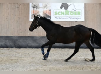 Más caballos de pura sangre, Caballo castrado, 3 años, 160 cm, Castaño