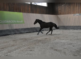 Más caballos de pura sangre, Caballo castrado, 3 años, 160 cm, Castaño
