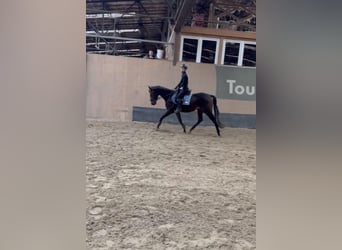 Más caballos de pura sangre, Caballo castrado, 3 años, 160 cm, Castaño