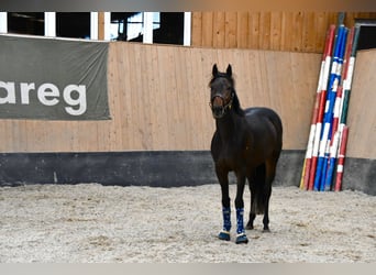 Más caballos de pura sangre, Caballo castrado, 3 años, 160 cm, Castaño