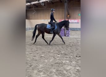 Más caballos de pura sangre, Caballo castrado, 3 años, 160 cm, Castaño