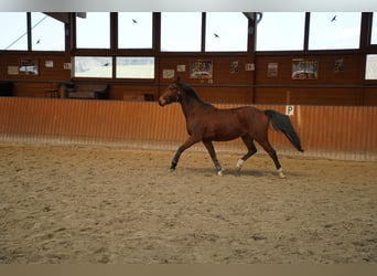 Más caballos de pura sangre, Caballo castrado, 4 años, 153 cm, Castaño