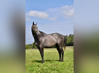 Más caballos de pura sangre, Caballo castrado, 4 años, 163 cm, Tordo rodado