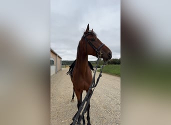 Más caballos de pura sangre, Caballo castrado, 4 años, 164 cm, Castaño