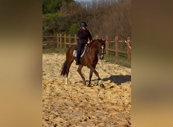 Más caballos de pura sangre, Caballo castrado, 4 años, 167 cm, Alazán