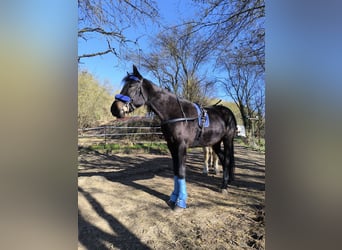 Más caballos de pura sangre, Caballo castrado, 5 años, 155 cm, Negro