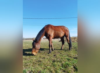 Más caballos de pura sangre, Caballo castrado, 5 años, 163 cm, Castaño