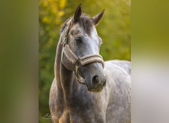 Más caballos de pura sangre, Caballo castrado, 5 años, 163 cm, Tordo rodado