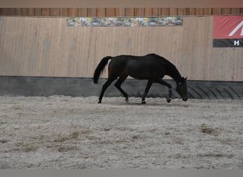 Más caballos de pura sangre, Caballo castrado, 5 años, 166 cm, Castaño
