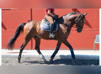 Más caballos de pura sangre, Caballo castrado, 5 años, 169 cm, Castaño rojizo
