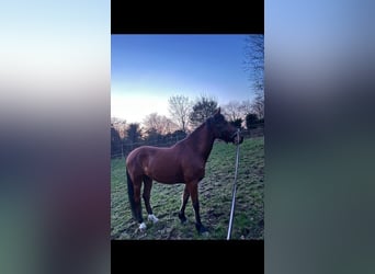 Más caballos de pura sangre, Caballo castrado, 6 años, 153 cm, Castaño