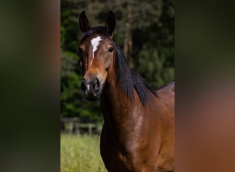 Más caballos de pura sangre, Caballo castrado, 6 años, 154 cm, Castaño