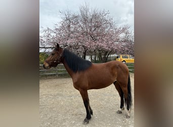 Más caballos de pura sangre Mestizo, Caballo castrado, 6 años, 155 cm, Castaño