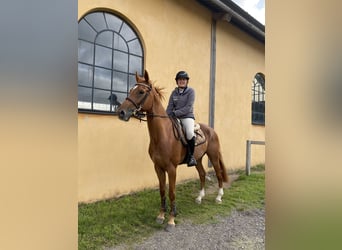 Más caballos de pura sangre, Caballo castrado, 6 años, 160 cm, Alazán-tostado