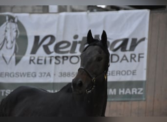 Más caballos de pura sangre, Caballo castrado, 6 años, 166 cm, Castaño