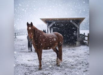 Más caballos de pura sangre, Caballo castrado, 6 años, 172 cm, Alazán