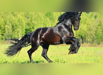 Más caballos de pura sangre, Caballo castrado, 6 años, Castaño