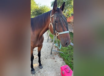 Más caballos de pura sangre, Caballo castrado, 7 años, 155 cm