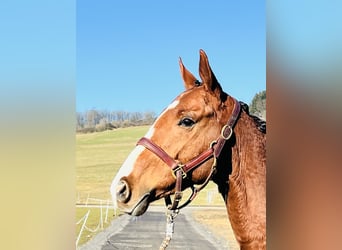 Más caballos de pura sangre, Caballo castrado, 7 años, 164 cm, Castaño