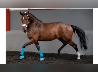 Más caballos de pura sangre, Caballo castrado, 7 años, 169 cm, Castaño rojizo