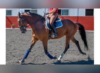 Más caballos de pura sangre, Caballo castrado, 7 años, 169 cm, Castaño rojizo