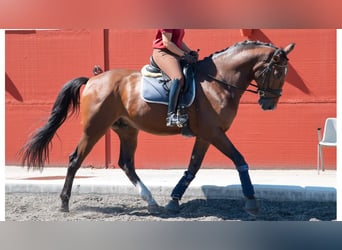 Más caballos de pura sangre, Caballo castrado, 7 años, 169 cm, Castaño rojizo