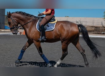 Más caballos de pura sangre, Caballo castrado, 7 años, 169 cm, Castaño rojizo