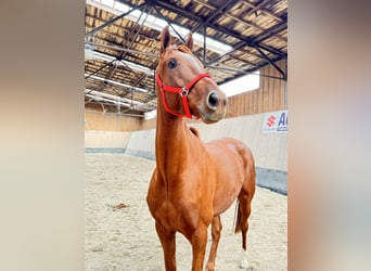 Más caballos de pura sangre, Caballo castrado, 7 años, 170 cm, Alazán