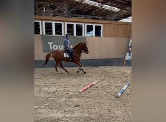 Más caballos de pura sangre, Caballo castrado, 7 años, 170 cm, Alazán